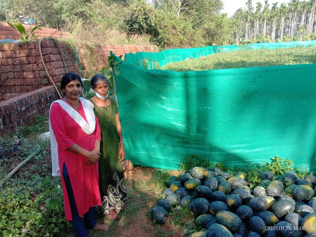 organic watermelon BleedGreen