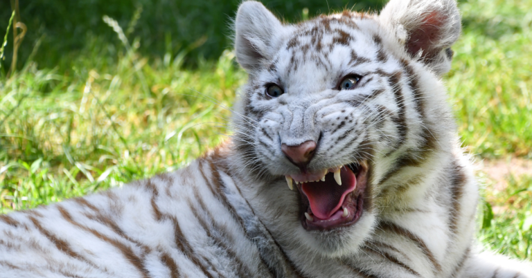 How To Protect Endangered Animals In India BleedGreen