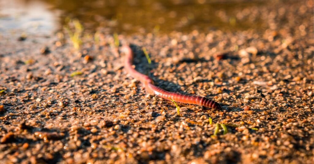 How Do Earthworms Protect Our Environment? 