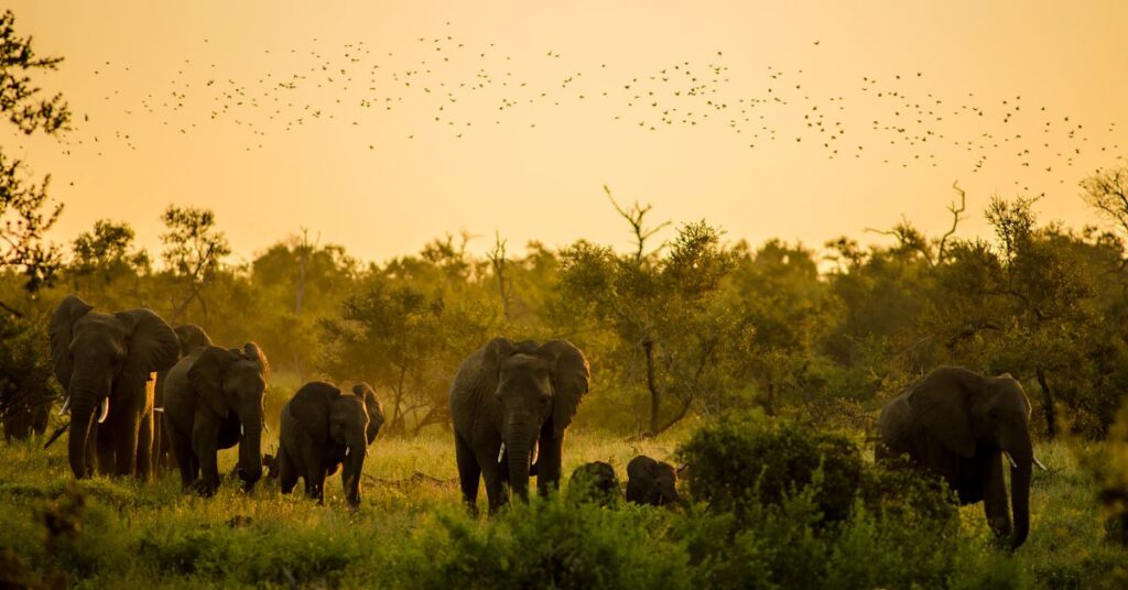 How Do Elephants Protect Our Environment? 