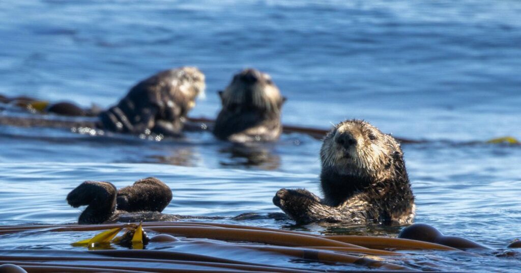 How Do Sea Otters Protect Our Environment?