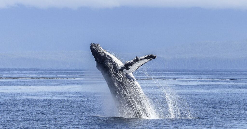 How Do Whales Protect Our Environment?