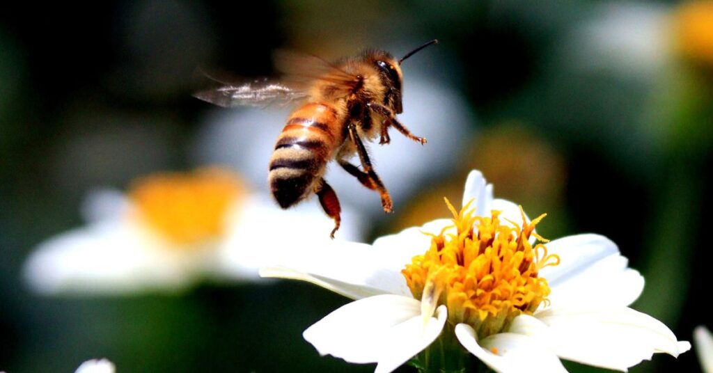 How Do bees Protect Our Environment? 